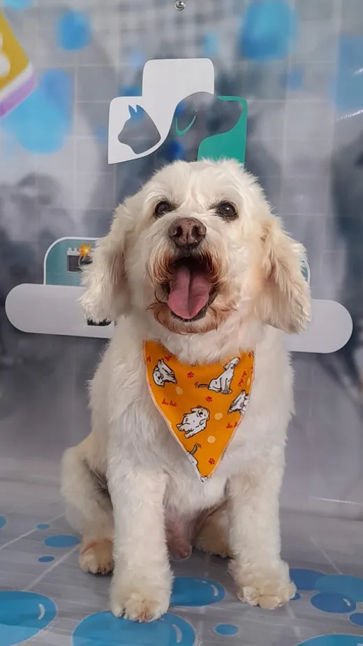 Cachorro branco com bandana laranja no Estúdio Braz Vet