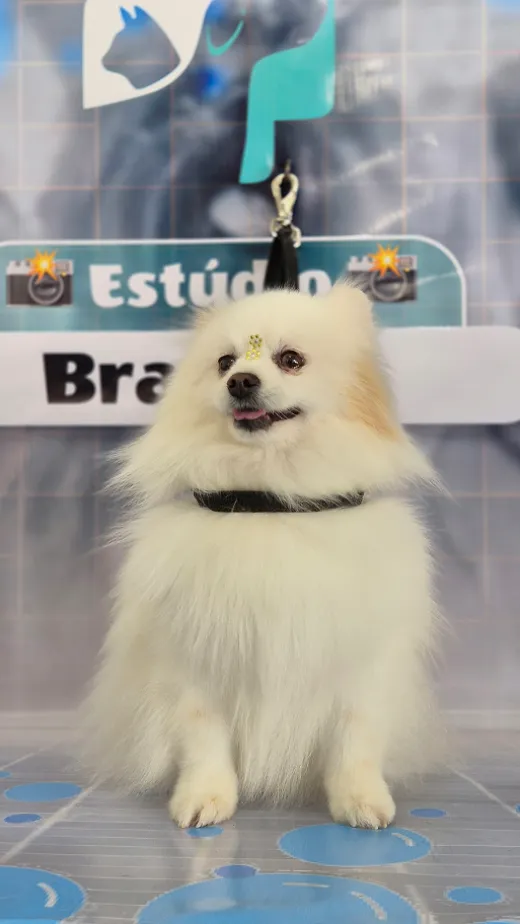 Lulu da Pomerânia branco após o banho no Estúdio Braz Vet