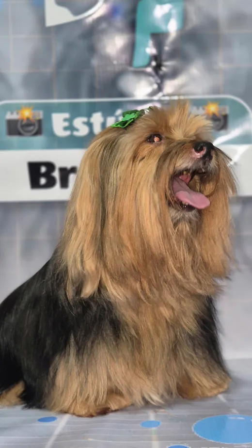 Cachorro yorkshire de pelo longo no Estúdio Braz Vet